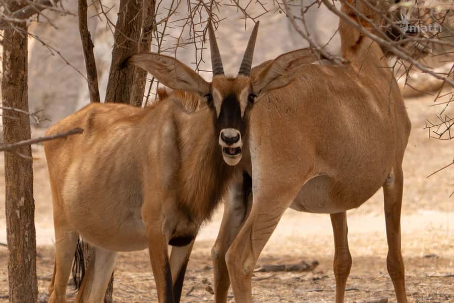 Bandia Wildlife Reserve and Pink Lake Tour - Key points to know before booking