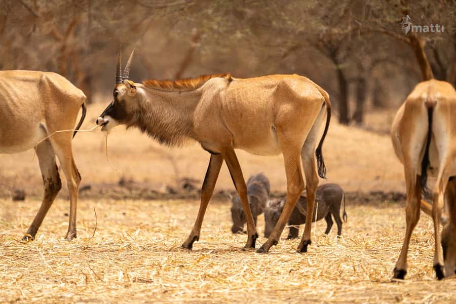 Bandia Wildlife Reserve and Pink Lake Tour - Why this Bandia and Pink Lake combination works