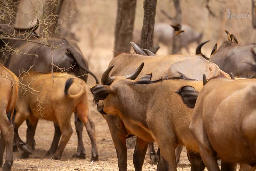 Bandia Wildlife Reserve and Pink Lake Tour - Dunes and beach by cruise