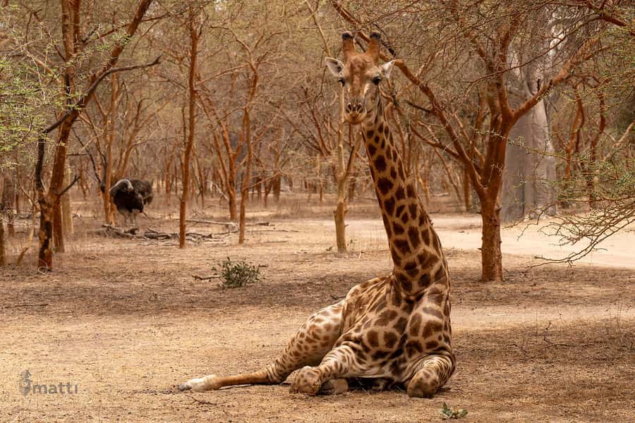 Bandia Wildlife Reserve and Pink Lake Tour - Pickup, timing, and the long day