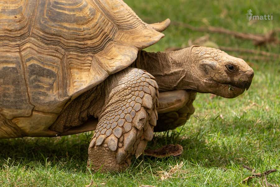 Bandia Wildlife Reserve and Pink Lake Tour - What the private format adds