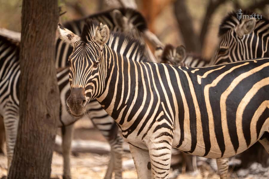 Bandia Wildlife Reserve and Pink Lake Tour - Who will get the most from this day