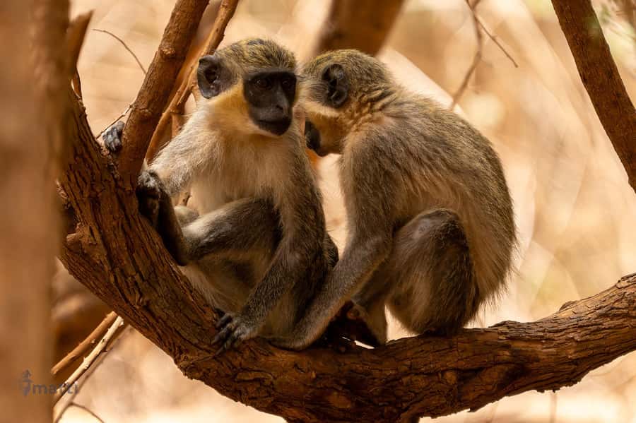 Bandia Wildlife Reserve and Pink Lake Tour - Meals, spending, and planning