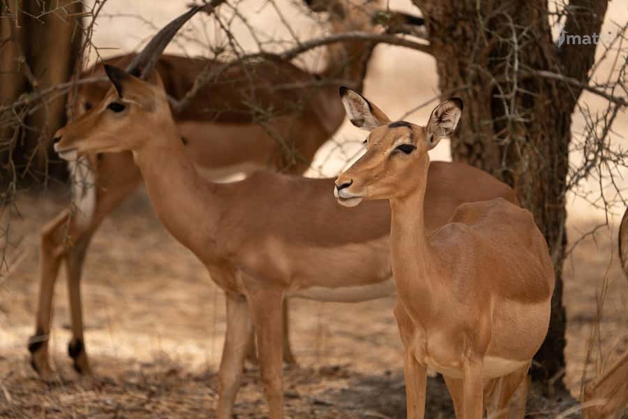 Bandia Wildlife Reserve and Pink Lake Tour - The Bandia game drive: 55 miles in search of wildlife