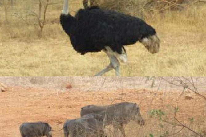bandia wildlife reserve private- minimun 2 people to book it - Key points to know before you book