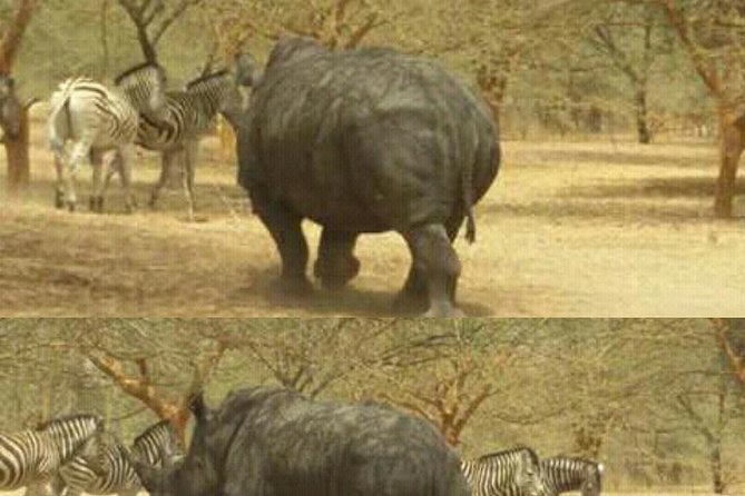 bandia wildlife reserve private- minimun 2 people to book it - What the Bandia experience is really like