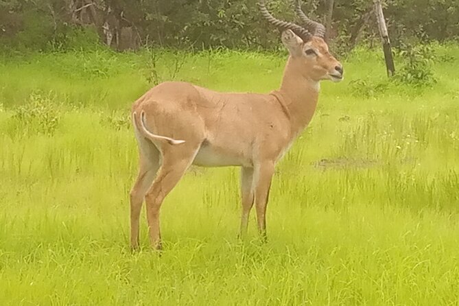 bandia wildlife reserve private- minimun 2 people to book it - Animals you might see at Bandia