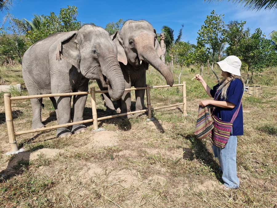 Bangkok: Elephant Sanctuary &Khao Kheow Open Zoo (Moodeng) - Pad Thai lunch before the zoo