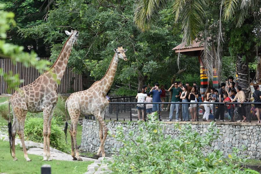 Bangkok: Elephant Sanctuary &Khao Kheow Open Zoo (Moodeng) - Transport from Bangkok, Pattaya, or Samut Prakan