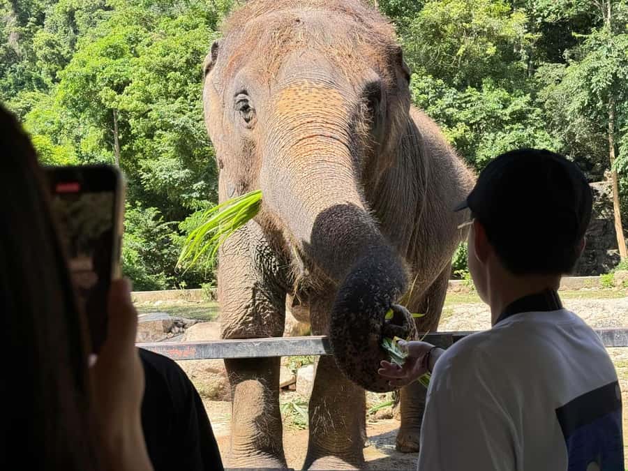 Bangkok: Elephant Sanctuary &Khao Kheow Open Zoo (Moodeng) - What to wear and bring