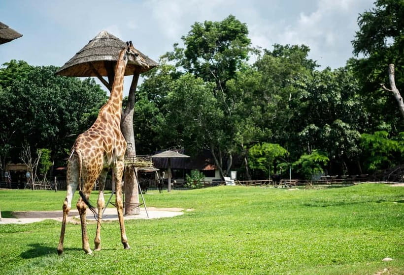 Bangkok/Pattaya: Khao Kheow Zoo Private Tour with Pickup - The Green Zone gives you three ways to explore