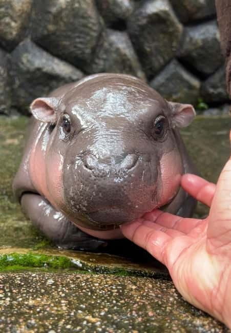 Bangkok/Pattaya: Khao Kheow Zoo Private Tour with Pickup - What the $64 price includes