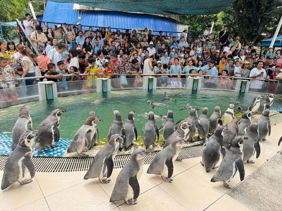 Bangkok to Moo Deng: Private Transfer To Khao Kheow Zoo - Seeing Moo Deng Without Rushing
