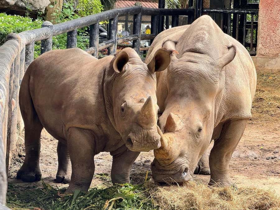 Bangkok to Moo Deng: Private Transfer To Khao Kheow Zoo - Getting Around the Large Grounds