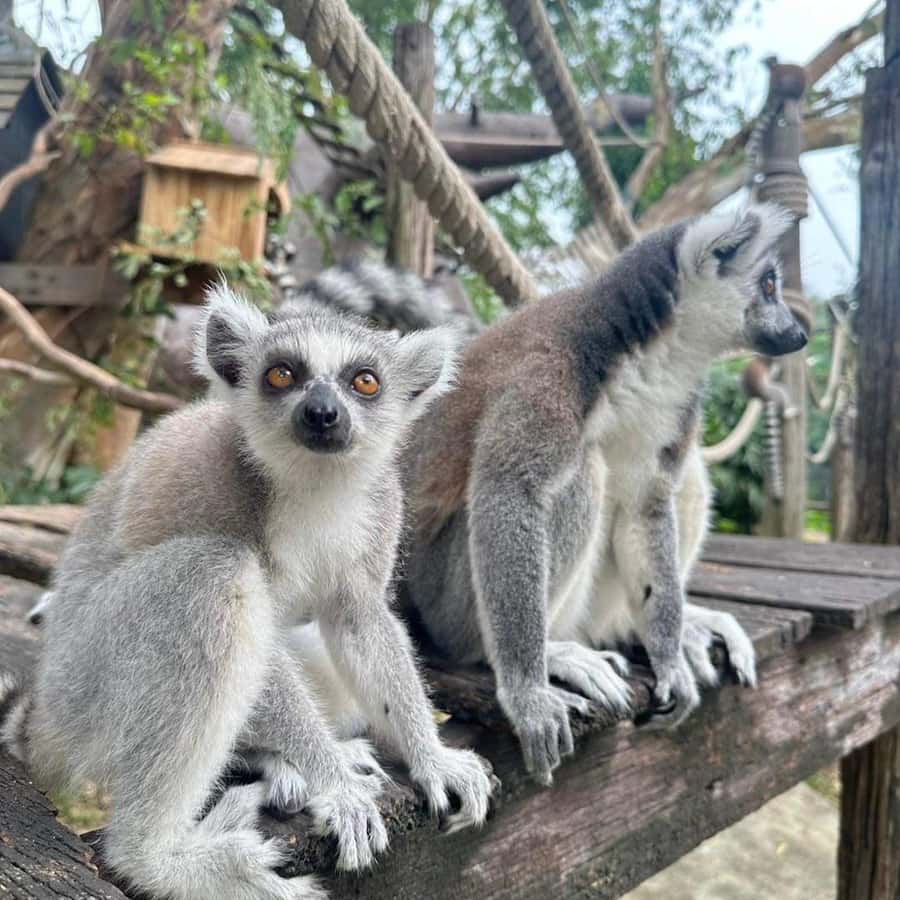 Bangkok to Moo Deng: Private Transfer To Khao Kheow Zoo - Is $218 Per Person a Fair Price?