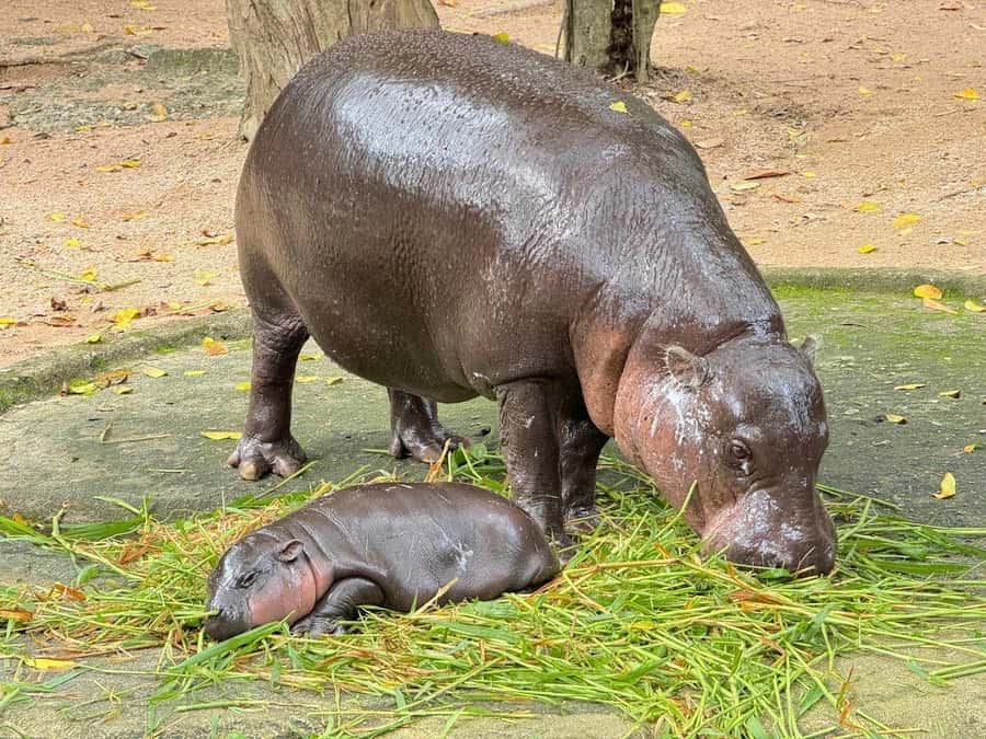 Bangkok to Moo Deng: Private Transfer To Khao Kheow Zoo - Entering Khao Kheow Open Zoo