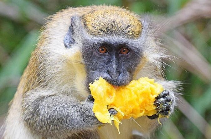 Barbados Shore Excursion: Wildlife Encounter and Beach Day - The optional Carlisle Bay boat trip