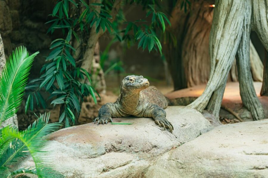 Barcelona: 1-Day Ticket to Barcelona Zoo - Who should book this zoo day?