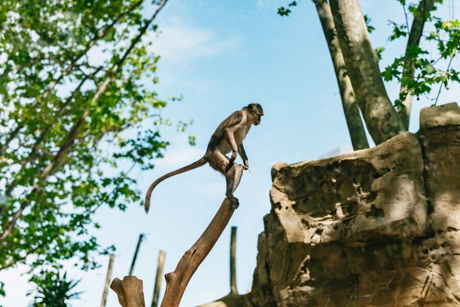 Barcelona: 1-Day Ticket to Barcelona Zoo - Why Barcelona Zoo works well for a city day