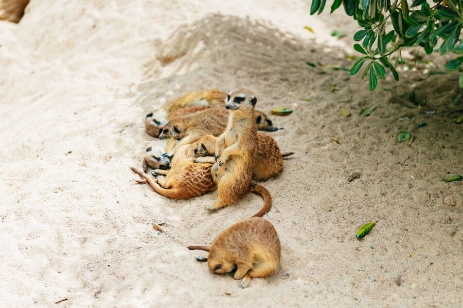 Barcelona: 1-Day Ticket to Barcelona Zoo - Snowflake’s legacy and the conservation message