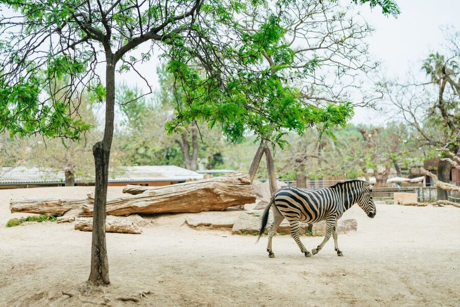 Barcelona: 1-Day Ticket to Barcelona Zoo - The best time to visit