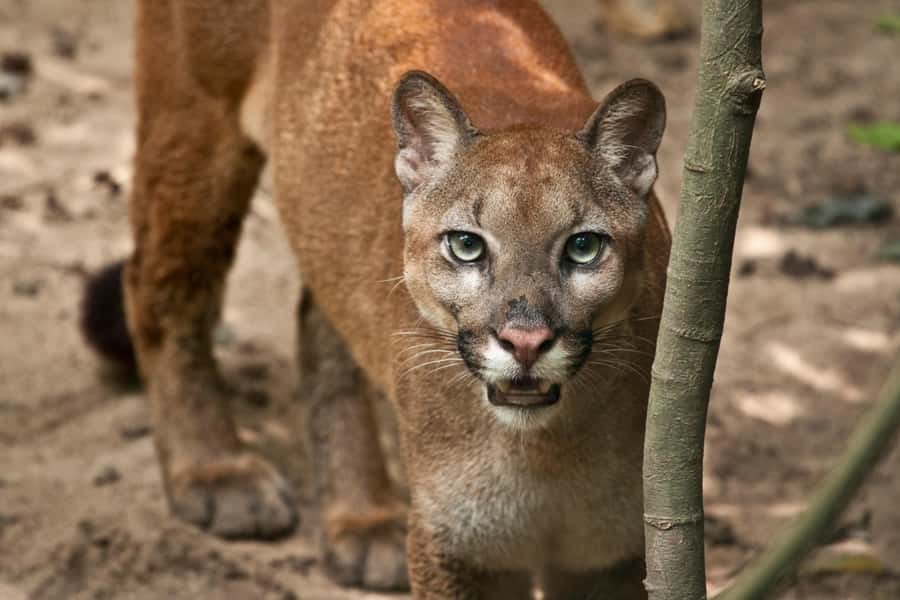 Barranquilla Zoo Access Ticket - Key points to know before you go