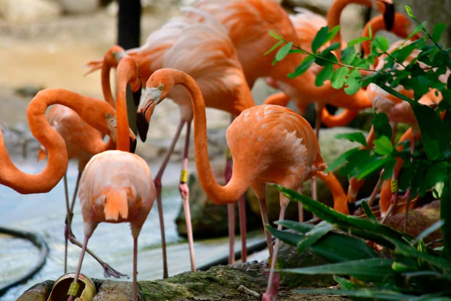 Barranquilla Zoo Access Ticket - Why Barranquilla Zoo is worth your time