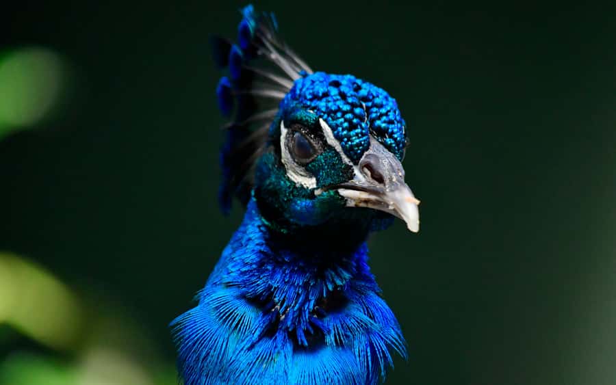 Barranquilla Zoo Access Ticket - A free guided tour, with extra activities separate