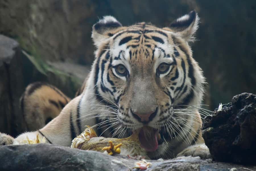 Barranquilla Zoo Access Ticket - Who will enjoy this zoo most?