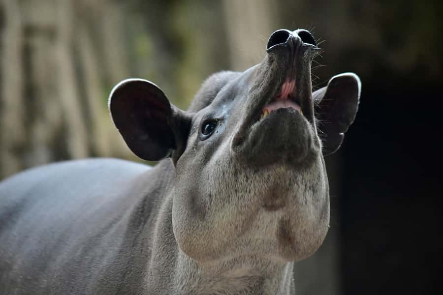 Barranquilla Zoo Access Ticket - Entering a green zoo with Caribbean character