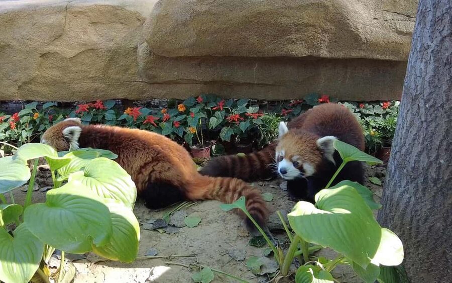 Beijing: Panda House Ticket (Zoo) new activities for 2026 - Key points before you book