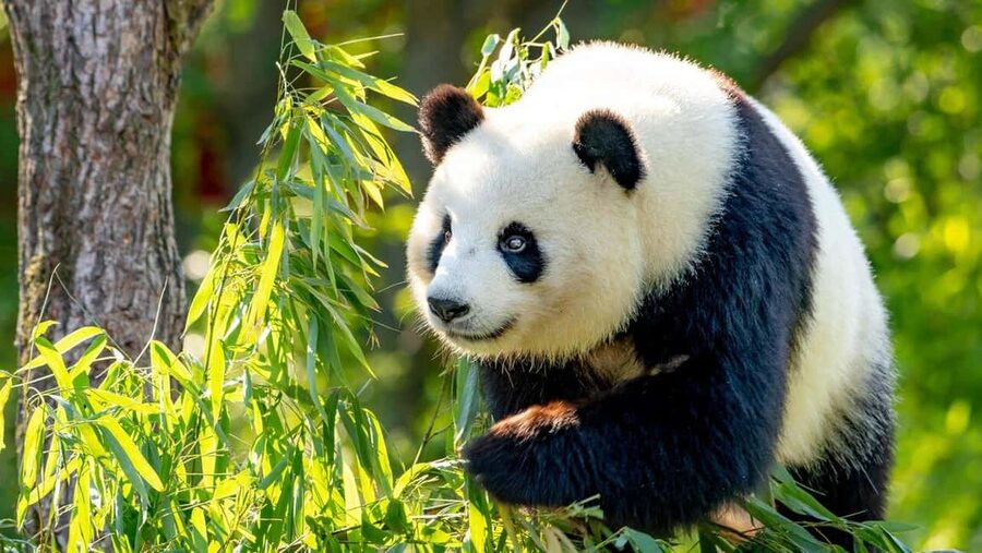 Beijing: Panda House Ticket (Zoo) new activities for 2026 - Why the Panda House is the main event