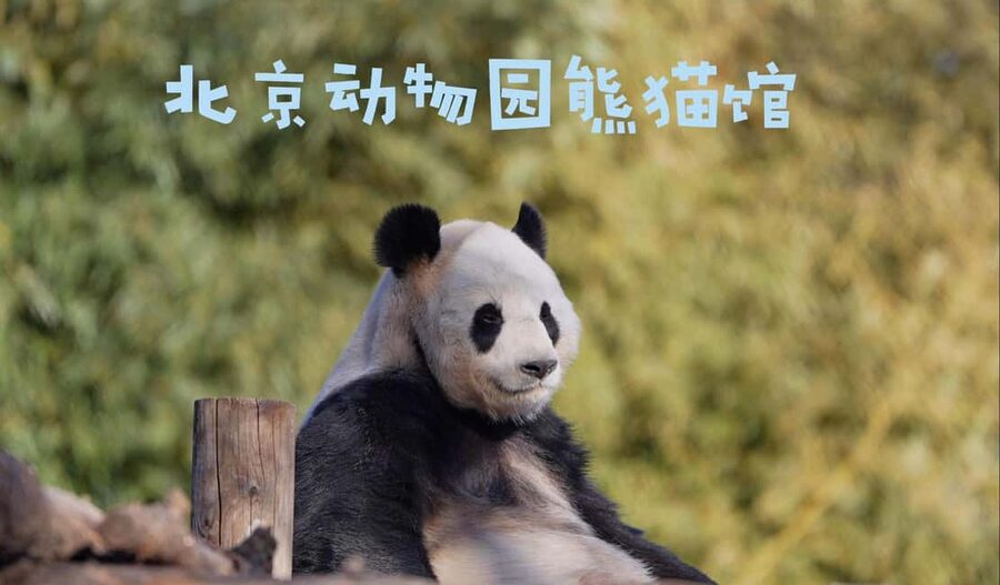 Beijing: Panda House Ticket (Zoo) new activities for 2026 - A one-day visit needs a simple plan