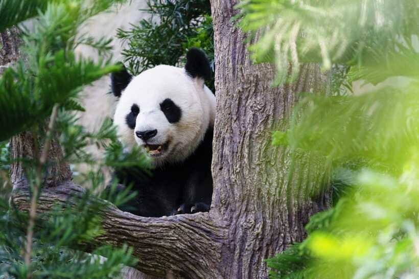 Beijing: Panda House Ticket (Zoo) new activities for 2026 - The ticket process is convenient, with one serious rule