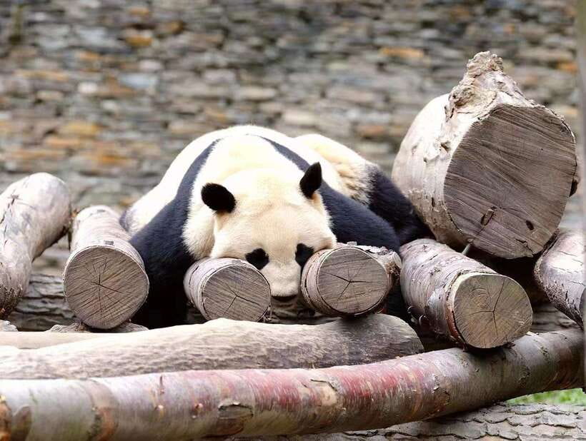 Beijing: The Beijing Zoo Entry Ticket with Pandas - Key points to know before you go