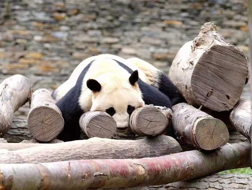Beijing: The Beijing Zoo Entry Ticket with Pandas - What the animal conditions are really like