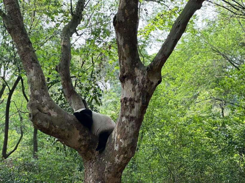 Beijing: The Beijing Zoo Entry Ticket with Pandas - Who will get the most from this visit
