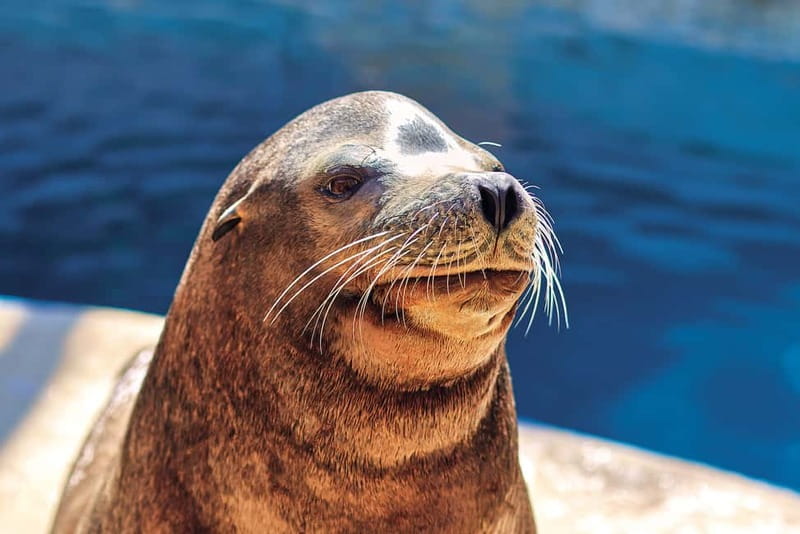 Benidorm: Mundomar Animal Park Entrance Ticket - Key things to know before you go
