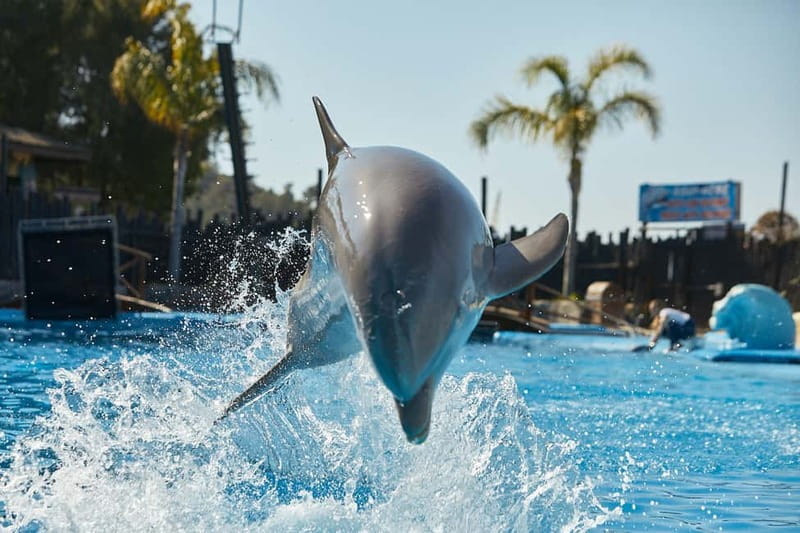 Benidorm: Mundomar Animal Park Entrance Ticket - The dolphin show is worth planning around