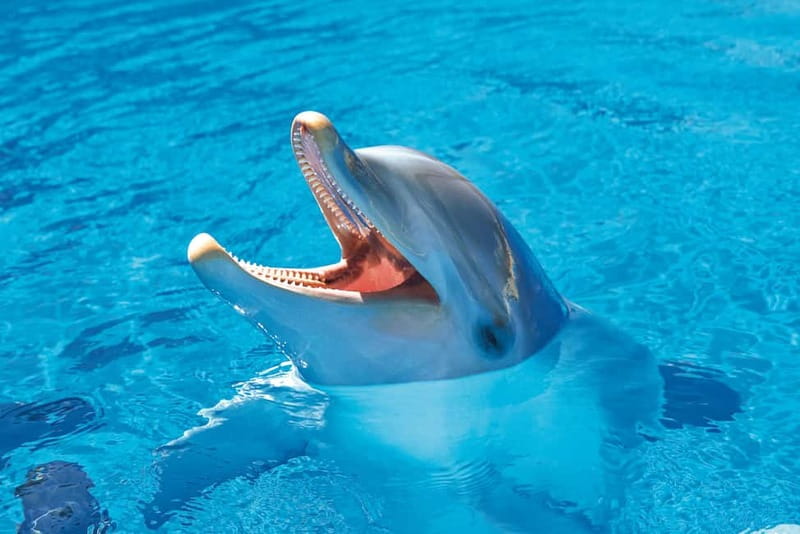 Benidorm: Mundomar Animal Park Entrance Ticket - Sea lions add fun and extra activities