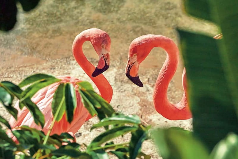 Benidorm: Mundomar Animal Park Entrance Ticket - Exploring the animal areas between shows