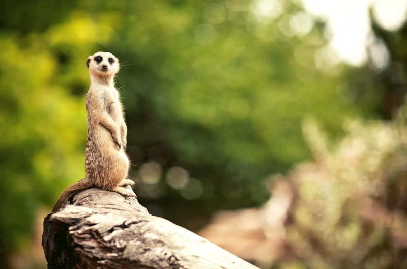 Benidorm: Mundomar Animal Park Entrance Ticket - The uphill setting affects your day