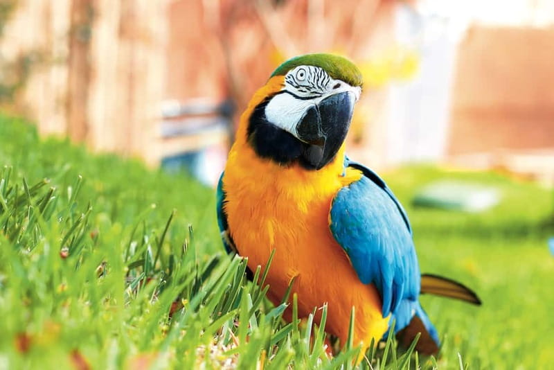 Benidorm: Mundomar Animal Park Entrance Ticket - Start with the park map and show schedule