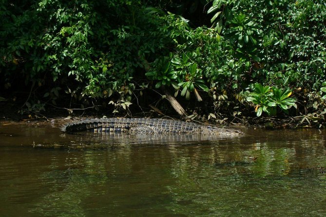 Bentota River Safari By BTM (Mangrove & Wildlife Encounter) - A Mangrove Safari in Just Two Hours