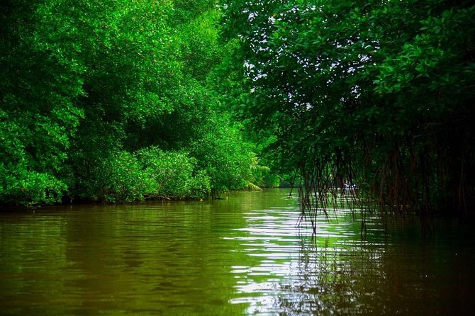 Bentota River Safari By BTM (Mangrove & Wildlife Encounter) - Pickup, Price, and What the $32 Covers