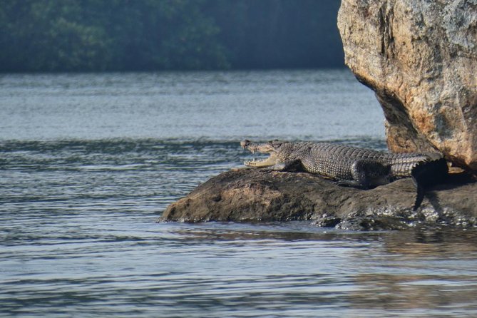 Bentota River Safari By BTM (Mangrove & Wildlife Encounter) - Practical Details Before You Book