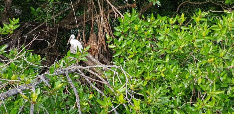 Bentota River Safari with Mangrove and Wildlife Encounter - Should you book the Bentota River Safari?