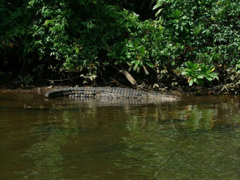 Bentota River Safari with Mangrove and Wildlife Encounter - Coconut water and pineapple on the river
