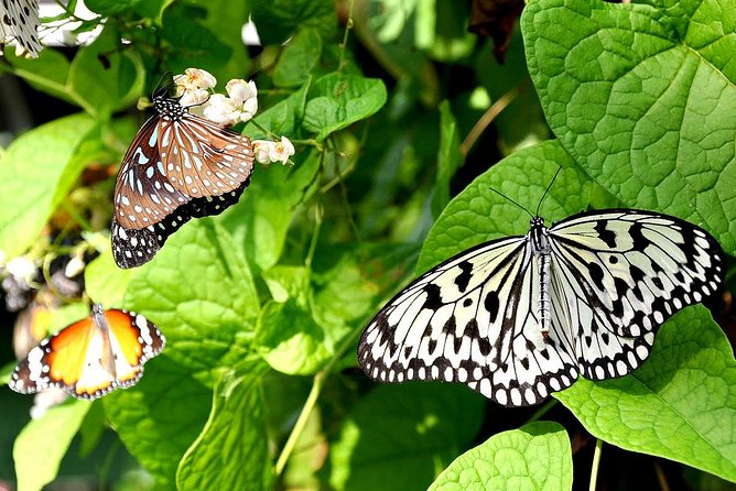 Bird Park & Butterfly Farm Nature Include All Entrance Tour From Kuala Lumpur - Key points at a glance