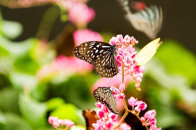 Bird Park & Butterfly Farm Nature Tour From Kuala Lumpur - Who will enjoy this Kuala Lumpur nature tour?